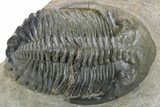 Bargain, Detailed Hollardops Trilobite #230439-1